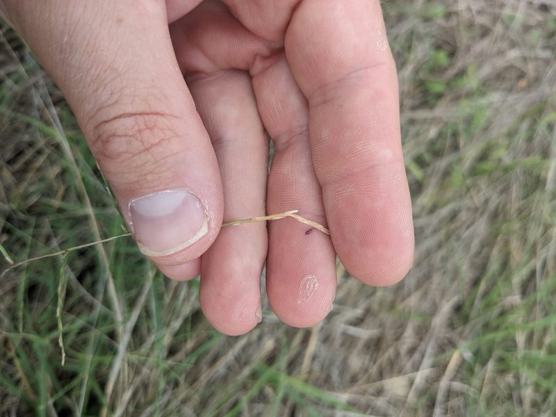 Muhlenbergia paniculata, photographed by Cleveland Powell