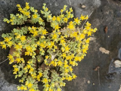 Sedum nuttallii, photographed by Cleveland Powell
