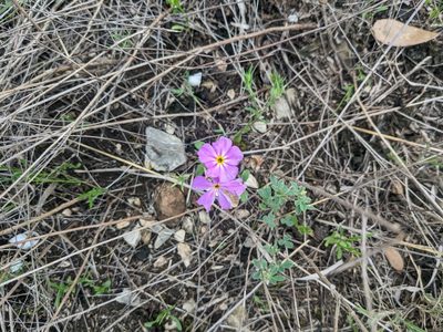 Phlox roemeriana