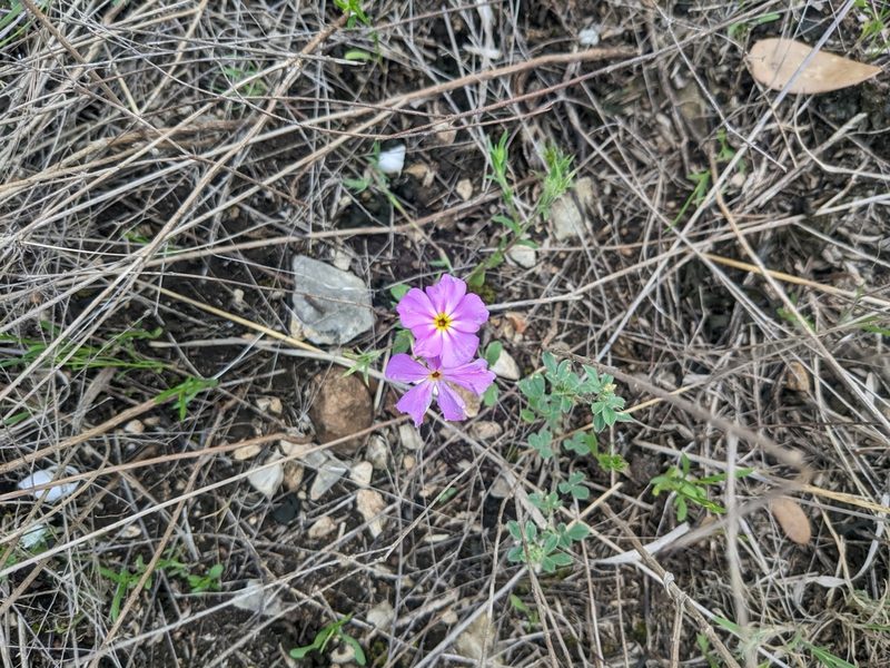 Phlox roemeriana, photographed by Cleveland Powell