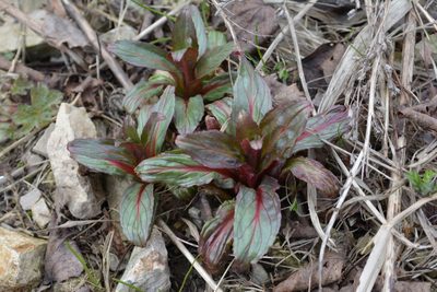 Epilobium hirsutum, photographed by Egor Filippov