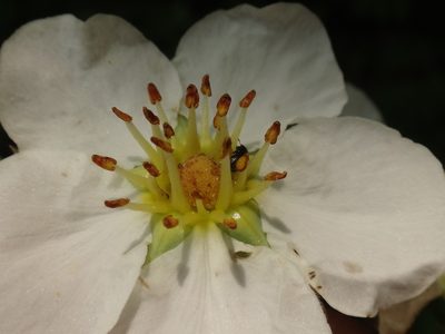 Fragaria moschata, photographed by Christian Berg
