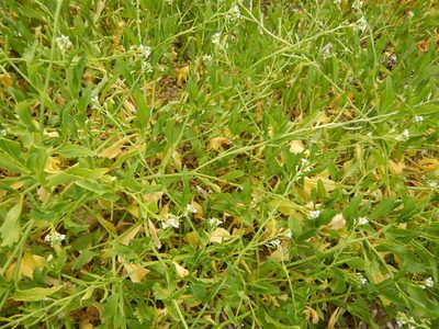 Cakile lanceolata, photographed by stinger