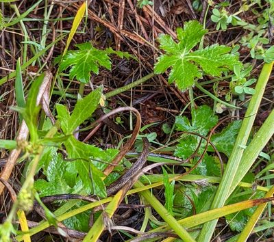 Sanicula crassicaulis, photographed by Logan J.L. Bradley