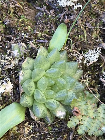 Haworthia transiens, photographed by Ren Hoekstra