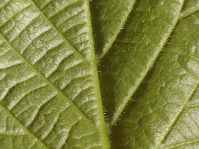 Tilia platyphyllos, photographed by Christian Berg