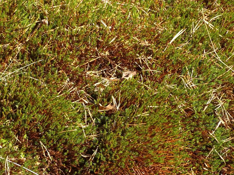 Polytrichum strictum, photographed by Christian Berg
