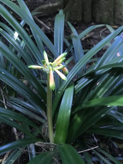 Clivia gardenii, photographed by Presha Soogrim
