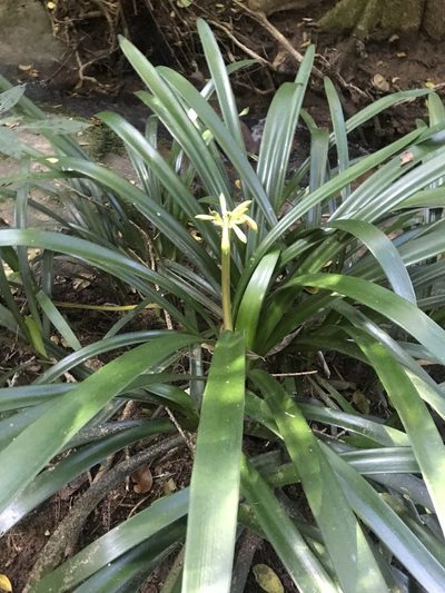 Clivia gardenii, photographed by Presha Soogrim
