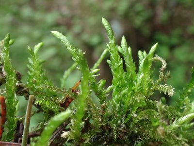 Cirriphyllum piliferum, photographed by Christian Berg