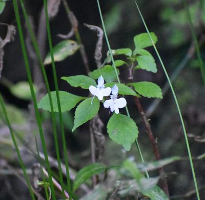 Impatiens hochstetteri, photographed by Justin Ponder