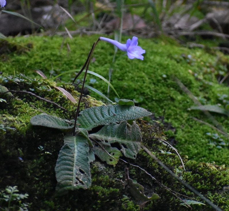 Streptocarpus rexii, photographed by Justin Ponder