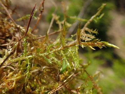 Calliergonella cuspidata, photographed by Christian Berg