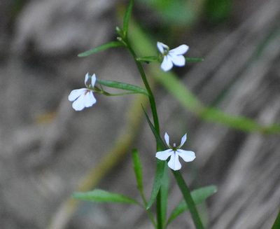 Lobelia anceps, photographed by Justin Ponder