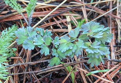 Thalictrum occidentale, photographed by John A Haskins