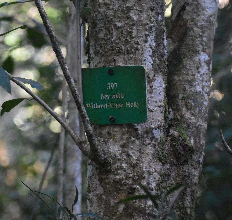 Ilex mitis, photographed by Justin Ponder