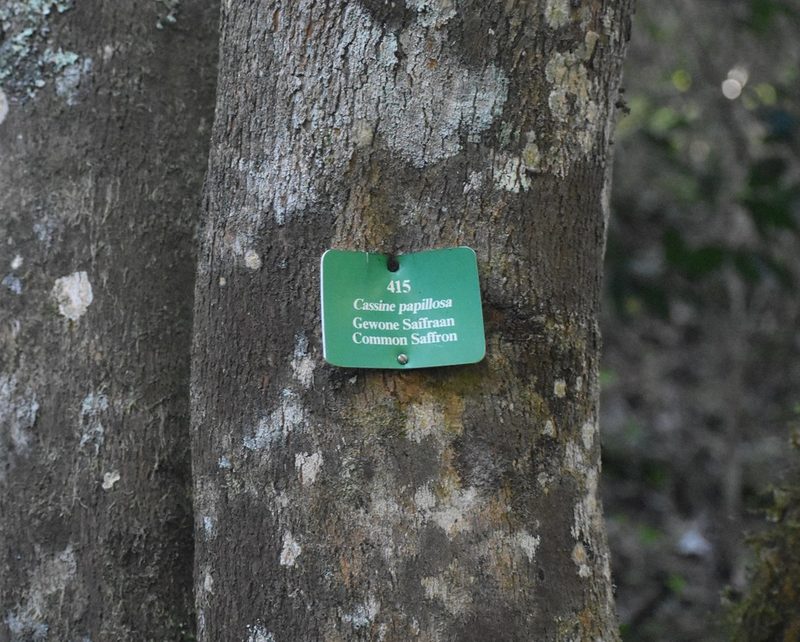 Elaeodendron croceum, photographed by Justin Ponder