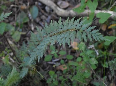 Asplenium aethiopicum