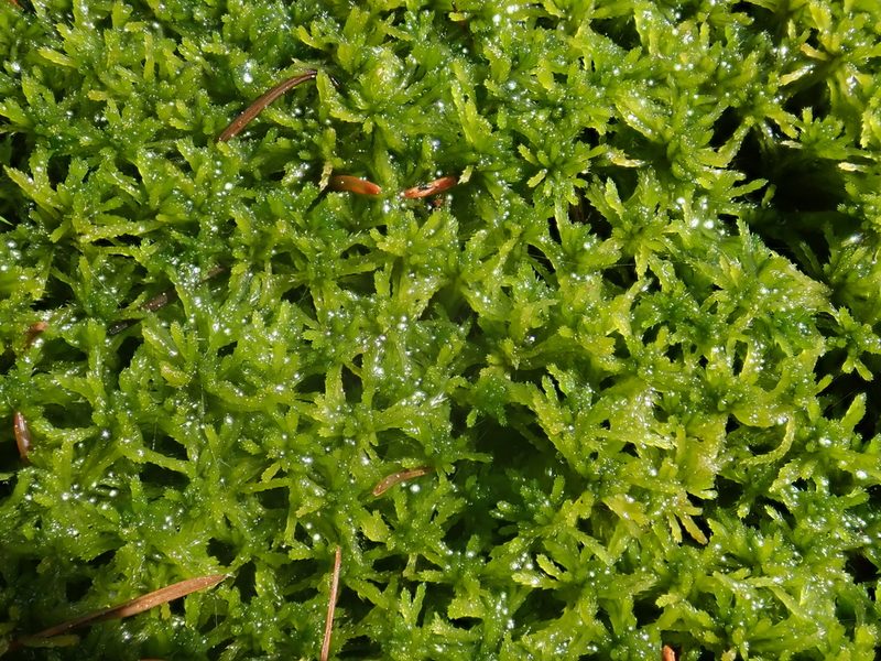 Sphagnum girgensohnii, photographed by Christian Berg