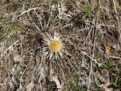 Carlina acaulis, photographed by Christian Berg