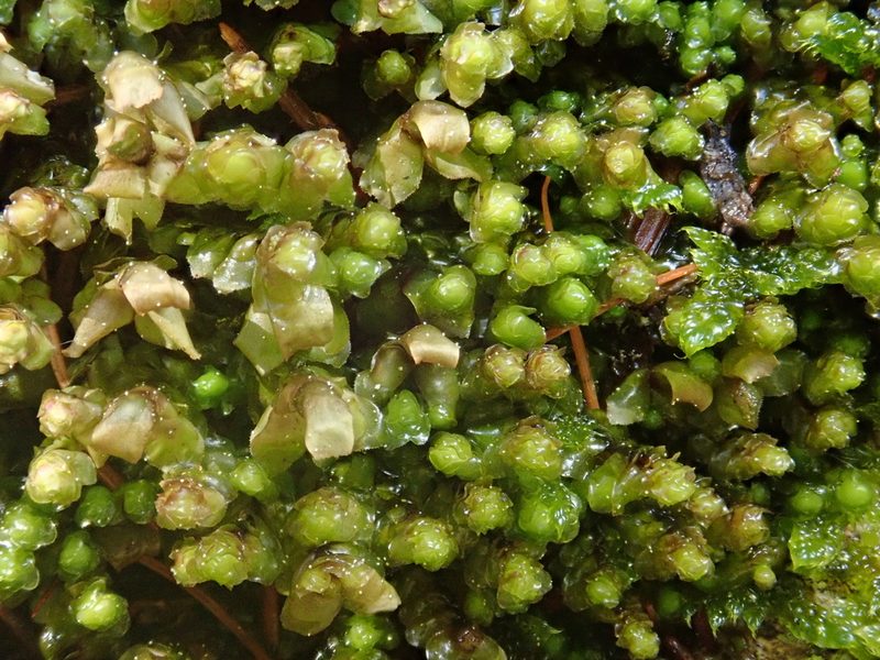 Scapania undulata, photographed by Christian Berg