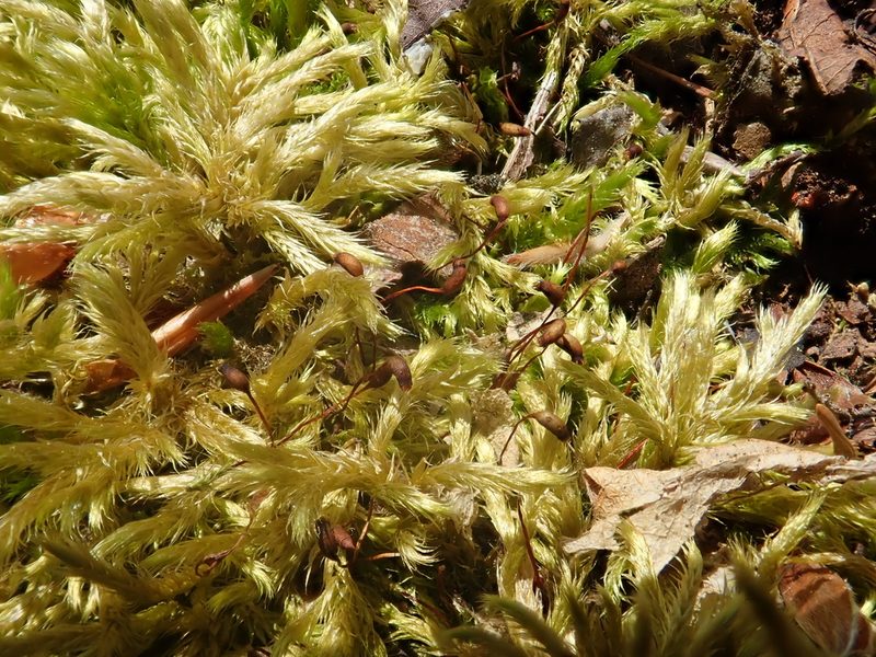 Brachythecium salebrosum, photographed by Christian Berg