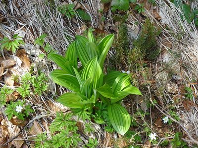 Veratrum album, photographed by Christian Berg
