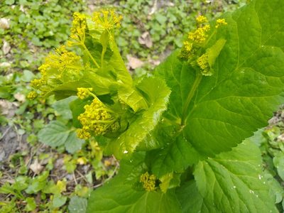 Smyrnium perfoliatum, photographed by Hana Váchová