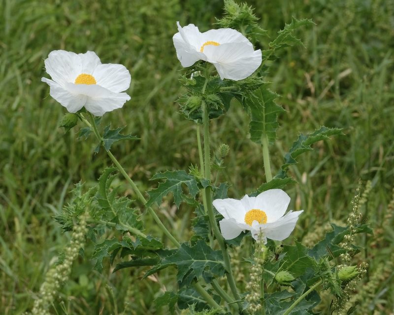 Argemone albiflora, photographed by Brady Reed