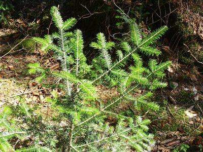 Abies alba, photographed by Christian Berg