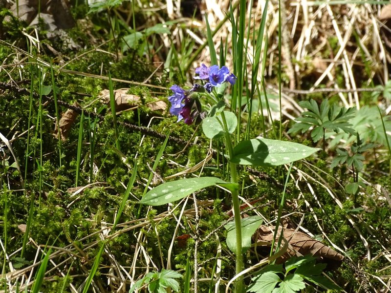 Pulmonaria stiriaca, photographed by Christian Berg