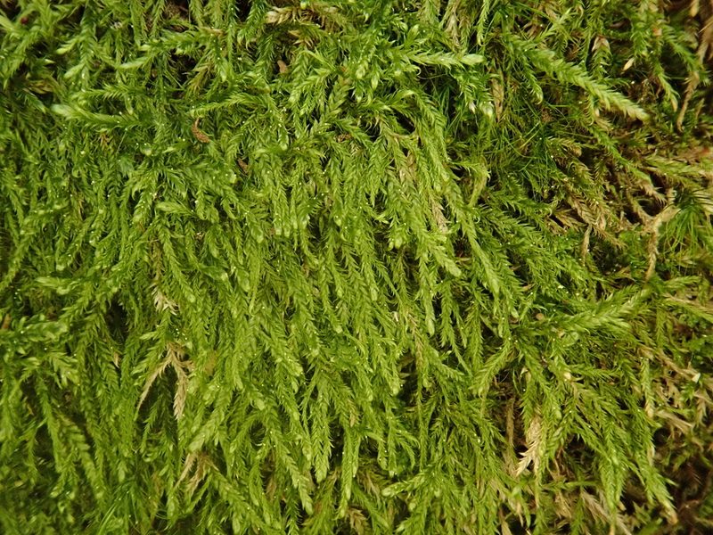 Hypnum andoi, photographed by Christian Berg