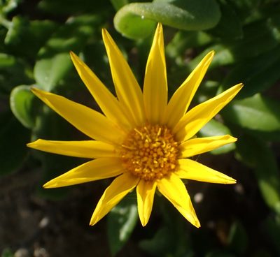 Gazania rigens, photographed by Nicola van Berkel