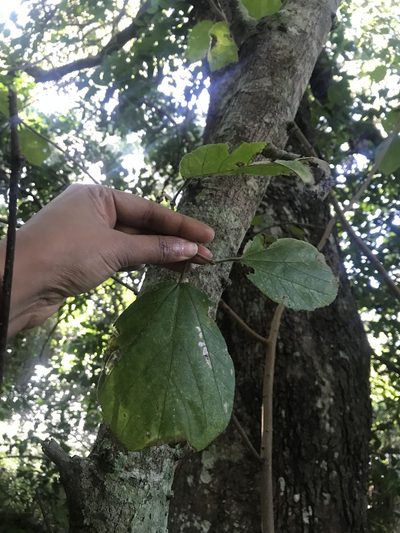 Grewia lasiocarpa, photographed by Presha Soogrim
