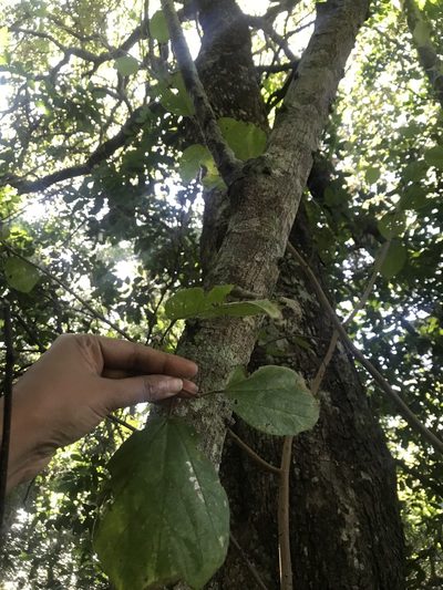 Grewia lasiocarpa, photographed by Presha Soogrim