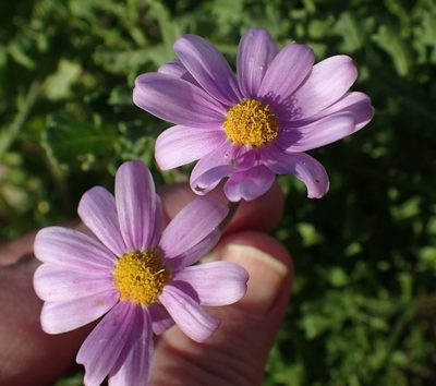 Senecio elegans, photographed by Nicola van Berkel