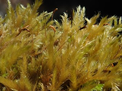 Brachythecium salebrosum, photographed by Christian Berg