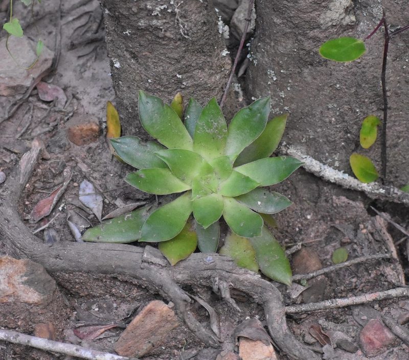 Crassula orbicularis, photographed by Justin Ponder