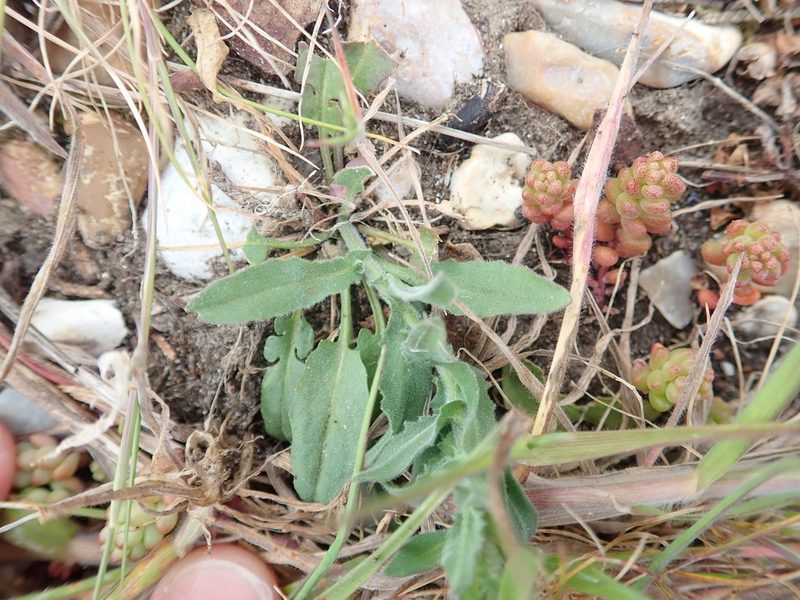 Lepidium heterophyllum, photographed by Victoria J. Burton