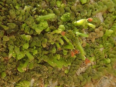 Radula complanata, photographed by Christian Berg