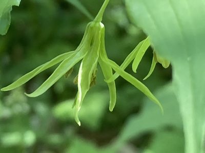 Prosartes lanuginosa, photographed by Hill Craddock