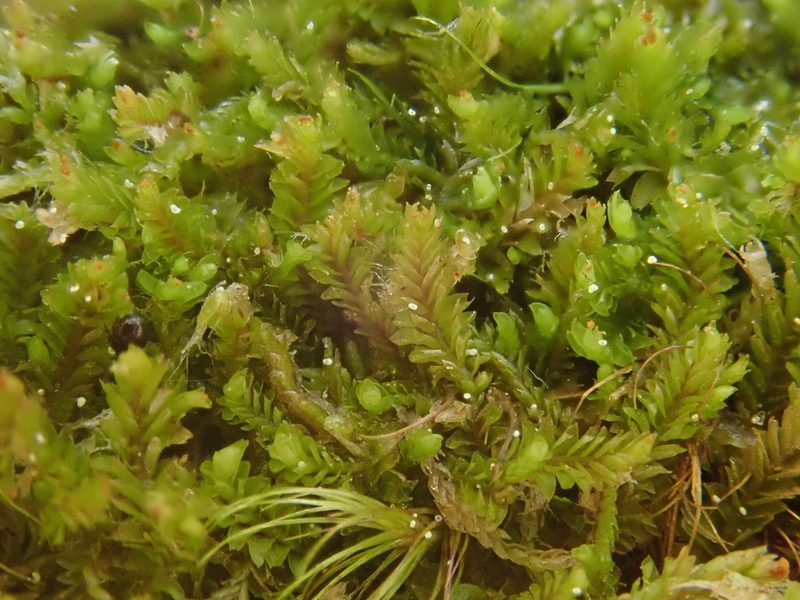 Tritomaria exsecta, photographed by Christian Berg
