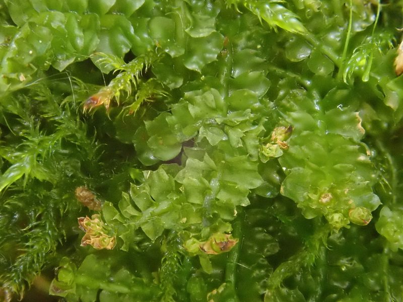 Trilophozia quinquedentata, photographed by Christian Berg