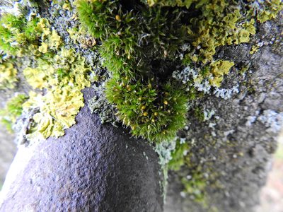 Orthotrichum diaphanum, photographed by Susan Marley