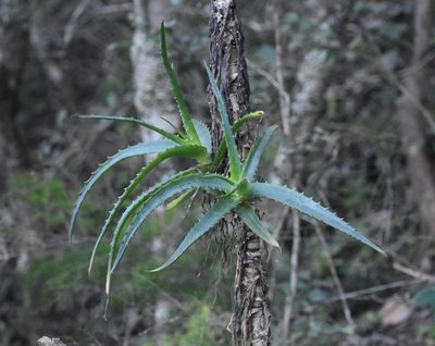 Aloe arborescens, photographed by Justin Ponder