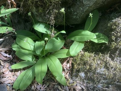Clintonia umbellulata, photographed by Hill Craddock