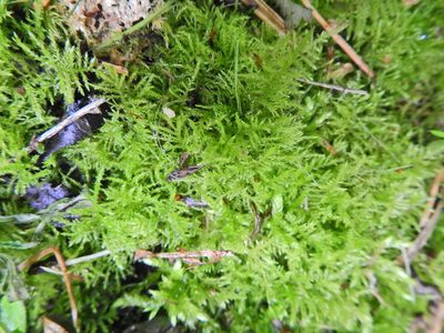 Kindbergia praelonga, photographed by Susan Marley