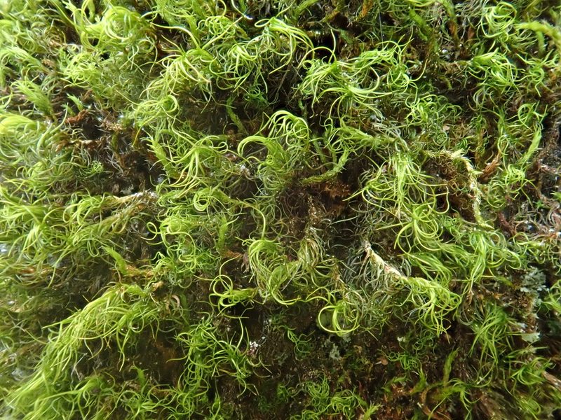 Orthodicranum fulvum, photographed by Christian Berg