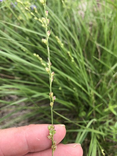 Setaria reverchonii, photographed by Sam Kieschnick