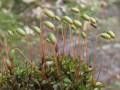 Rhizomnium punctatum, photographed by Christian Berg